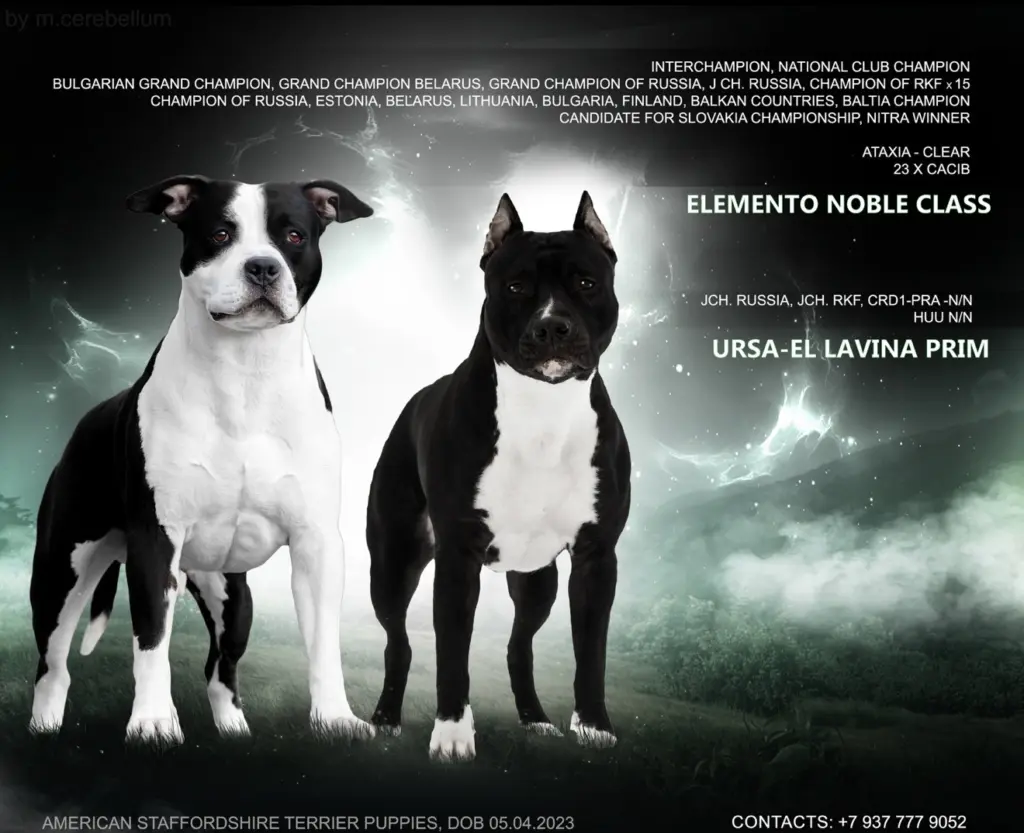 Помет А (ELEMENTO NOBLE CLASS Х URSA-EL LAVINA PRIM)
