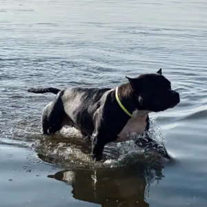 Атлетичные и выносливые