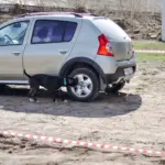 Ноузворк для амстаффа: как начать поиск запахов дома и на площадке