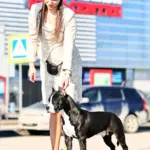Амстафф и питбуль: в чем разница простыми словами