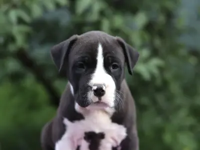 ГАРРИ ПОТТЕР С РАЙСКИХ ОСТРОВОВ — выпускник питомника, амстафф