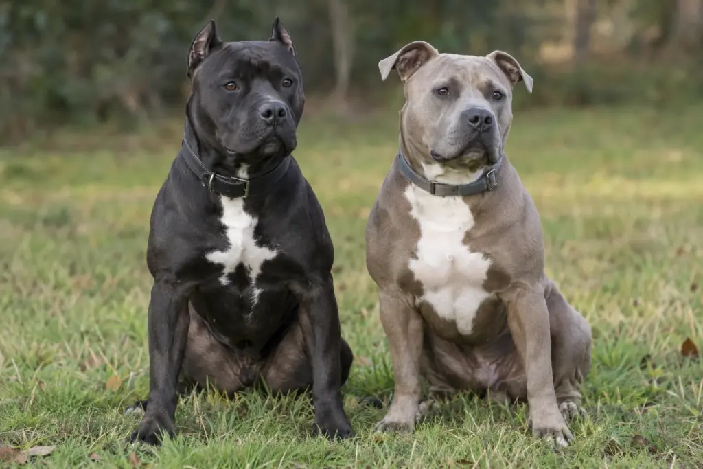 Иллюстрация, создана ИИ: амстафф с купированными ушами (слева) и с естественными ушами «розой» (справа)