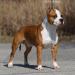 CH JWW 09, CH,INTCH Cuda's PLAYBOY