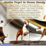 JCHRUS, CHRUS Orelia Tuyri Iz Doma Dendi