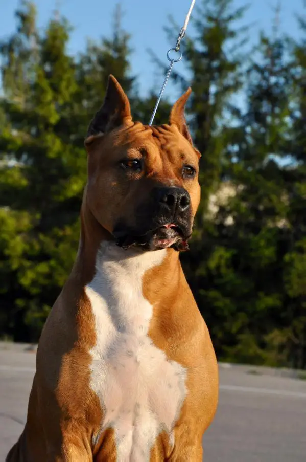 CH RUS Asti dog hause tsofia ATAXIA-CLEAR