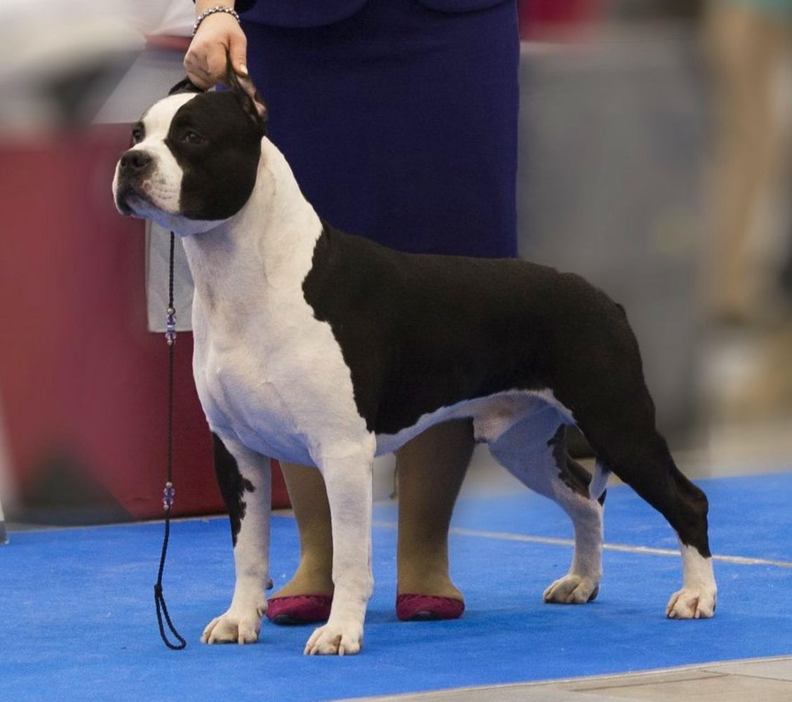 INT & MULTI CH ,CH RUS,EST,LT,LV,BG,FIN,SVK 25 х CACIB ELEMENTO NOBLE CLASS