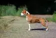 JCH RU,RKF, CH RU,RKF,BY,CLUB, GRCH BY,RU KARBALLIDO STAFFS PERFECTION GO FAITER T1
