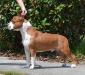 GCH SBIGSTAFF Enuf Is Enuf For LBK DN CGC