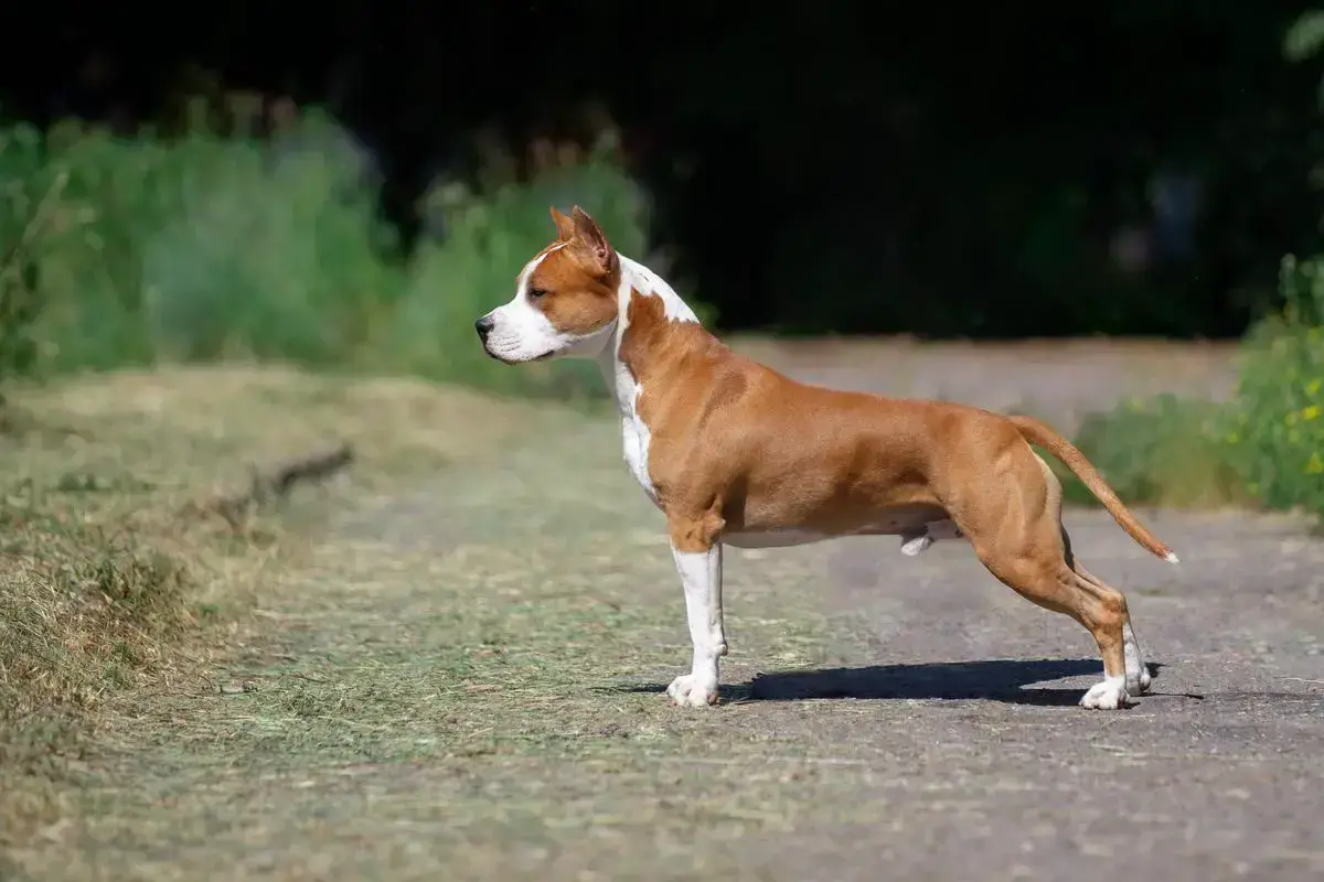 JCH RU,RKF, CH RU,RKF,BY,CLUB, GRCH BY,RU KARBALLIDO STAFFS PERFECTION GO FAITER T1