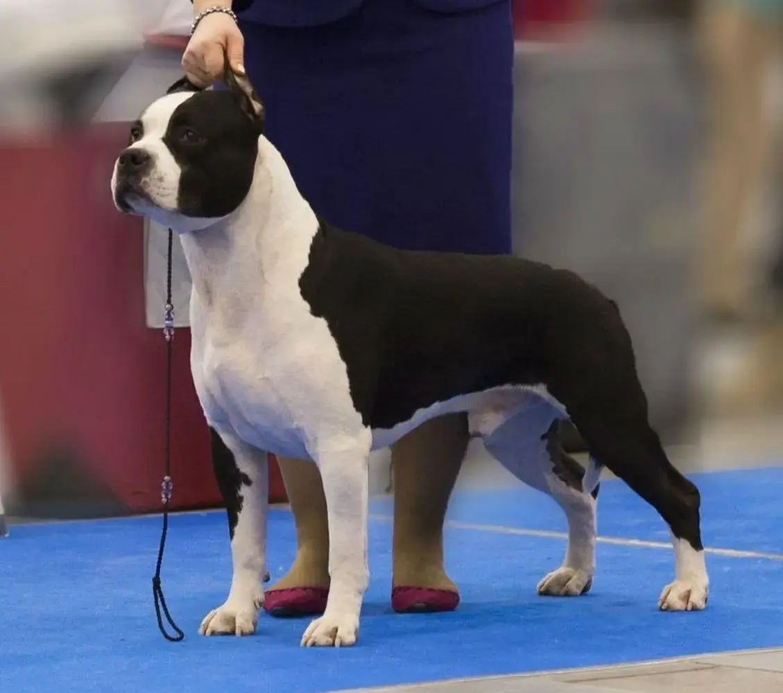 INT & MULTI CH ,CH RUS,EST,LT,LV,BG,FIN,SVK 25 х CACIB ELEMENTO NOBLE CLASS