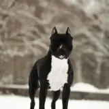 Ursa-El Lavina Prim JCH RUS JCH RKF