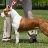CH Karballido Staffs Electra Natchios
