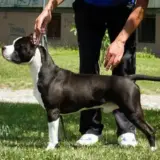 SRB.JCH. SRBCH. MAC. Lord of Staffs Best Playmate