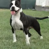 J.CH,CH. Nikita Long Step