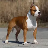 CH JWW 09, CH,INTCH Cuda's PLAYBOY