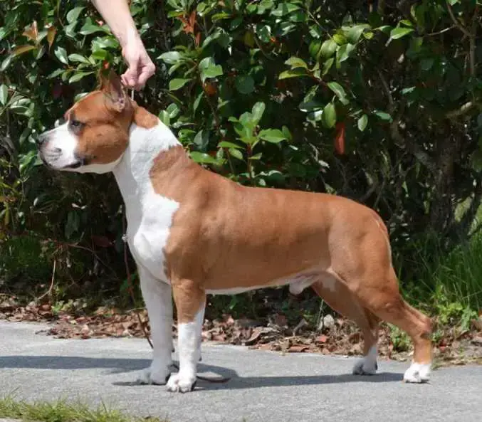 GCH SBIGSTAFF Enuf Is Enuf For LBK DN CGC