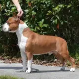 GCH SBIGSTAFF Enuf Is Enuf For LBK DN CGC