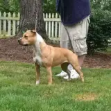 AKC CH Alpine's Isn't She Lovely