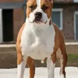 MULTI CH. BISS CH. Builder's Best Heavenly Rider Long Step