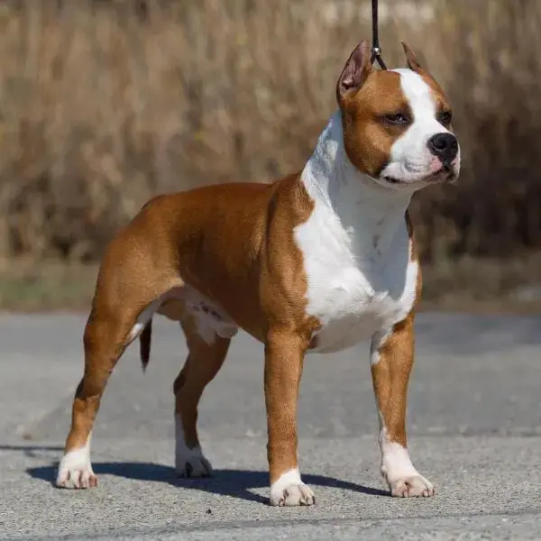 CH JWW 09, CH,INTCH Cuda's PLAYBOY