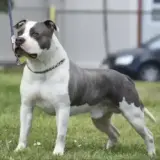 Predator Lord of Bests