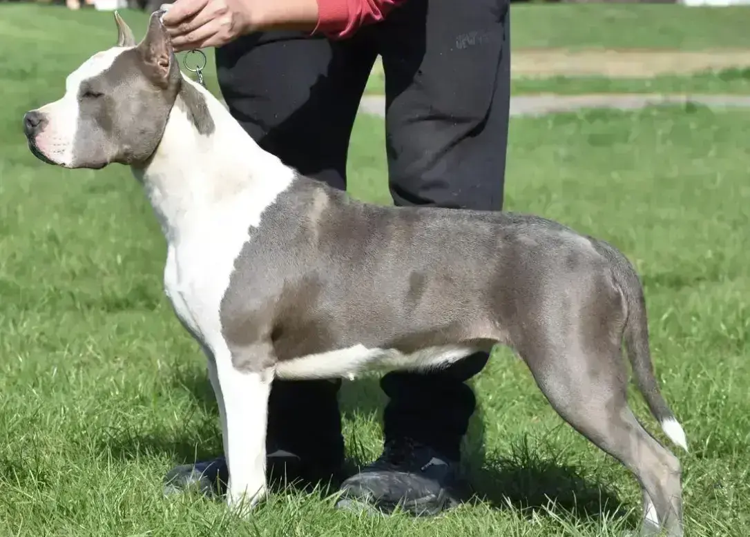 Silver Beauty Lord of Bests