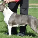 Silver Beauty Lord of Bests