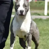 Boss Kamenosorski