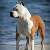 CH Serbia, CH Macedonia, CH BiH Guardian Angel Iriss Delux