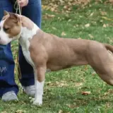 JCH.CH.GCH. SERBIA Arthesia All In One