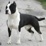 JCH/CH/BIS Edi Noble Class