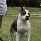 Ch Montenegro Bugati LoB King of Montenegro