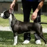SRB.JCH. SRBCH. MAC. Lord of Staffs Best Playmate