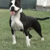 J.CH,CH. Nikita Long Step