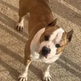 Thor Long Step