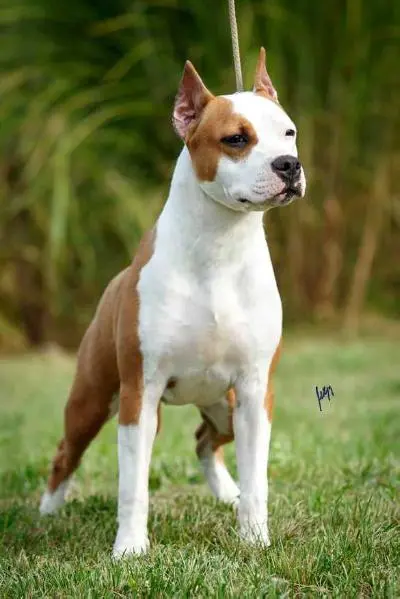 Diana King of Montenegro Amstaff