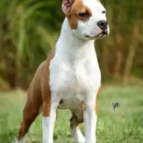 Diana King of Montenegro Amstaff