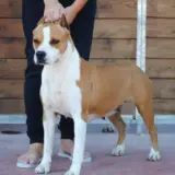 Karballido Staffs Rebel-Proud Texas