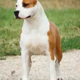 MULTI.CH.INTER.CH. CLUB WINNER Tera Long Step