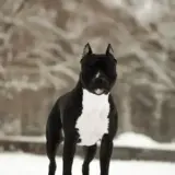 Ursa-El Lavina Prim JCH RUS JCH RKF