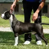 SRB.JCH. SRBCH. MAC. Lord of Staffs Best Playmate