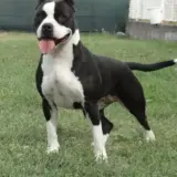 J.CH,CH. Nikita Long Step
