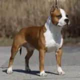 CH JWW 09, CH,INTCH Cuda's PLAYBOY