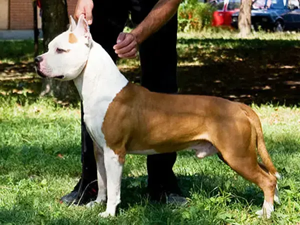 INT & MULTI CH White Head Long Step