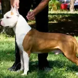 INT & MULTI CH White Head Long Step