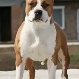 Builder's Best Heavenly Rider Long Step